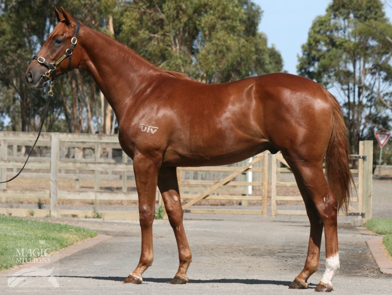 Nostradamus (AUS) / Incensed (AUS) - photo 1