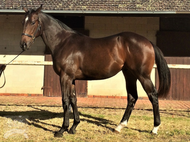 Ready for Victory (AUS) / Lake Alexandrina (AUS) - photo 1