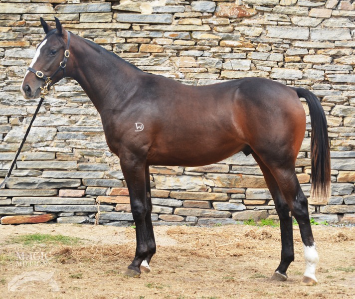 Statue of Liberty (USA) / Los Feliz (AUS) - photo 1