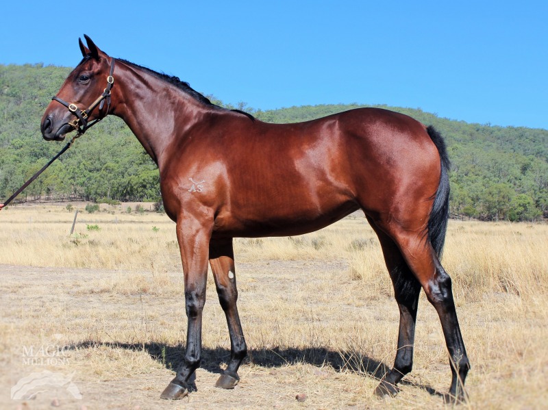 Foxwedge (AUS) / Miss Alberta (AUS) - photo 1