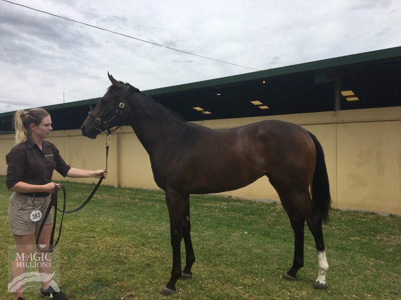 Dream Ahead (USA) / Miss Cutie (AUS) - photo 1