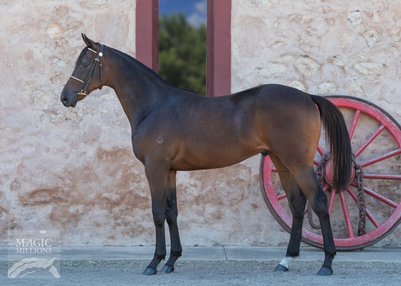 Dedline (AUS) / Miss Remarkable (AUS) - photo 1