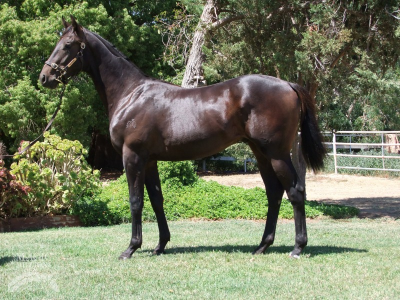 Warrior's Reward (USA) / Royal Consent (AUS) - photo 1