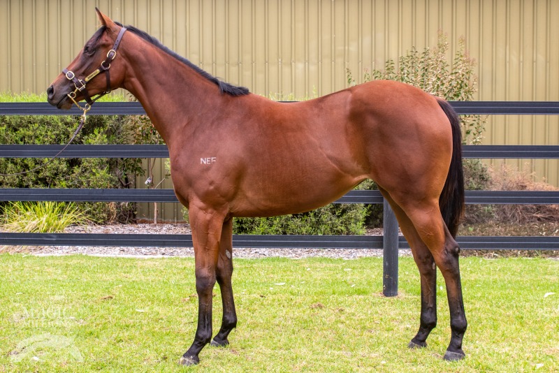 Oamaru Force (AUS) / Three for Free (AUS) - photo 1