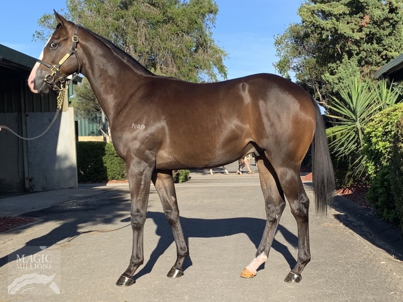 Magnus (AUS) / Blue Collar Jill (AUS) - photo 1