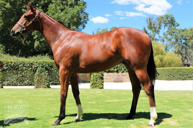 Shooting to Win (AUS) / Cadeem (AUS) - photo 1