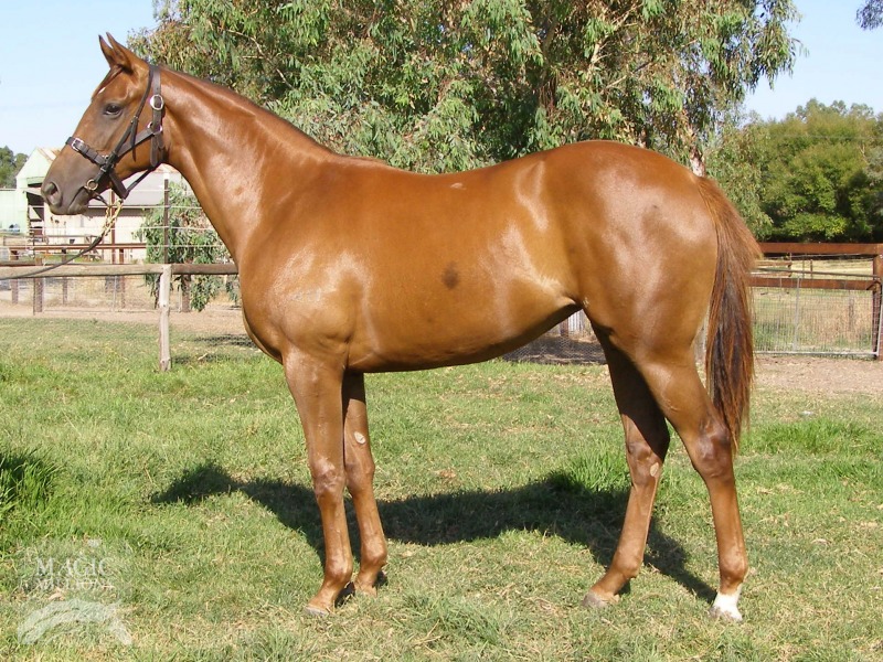 Host (CHI) / De Lago Haze (AUS) - photo 1