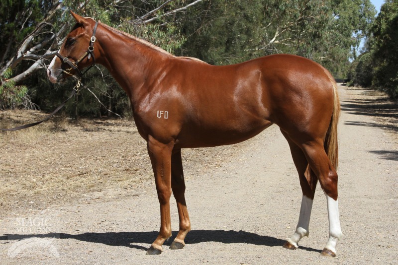 Dawn Approach (IRE) / Glory Guru (AUS) - photo 1