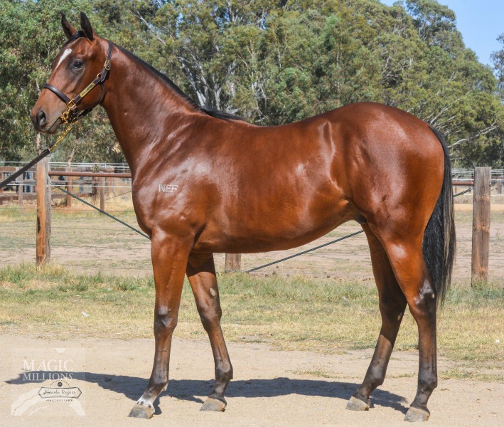 Kuroshio (AUS) / Grand Rhapsody (AUS) - photo 1