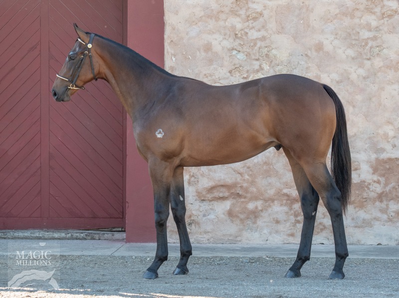 Ambidexter (AUS) / Rhinestone Ruby (AUS) - photo 1