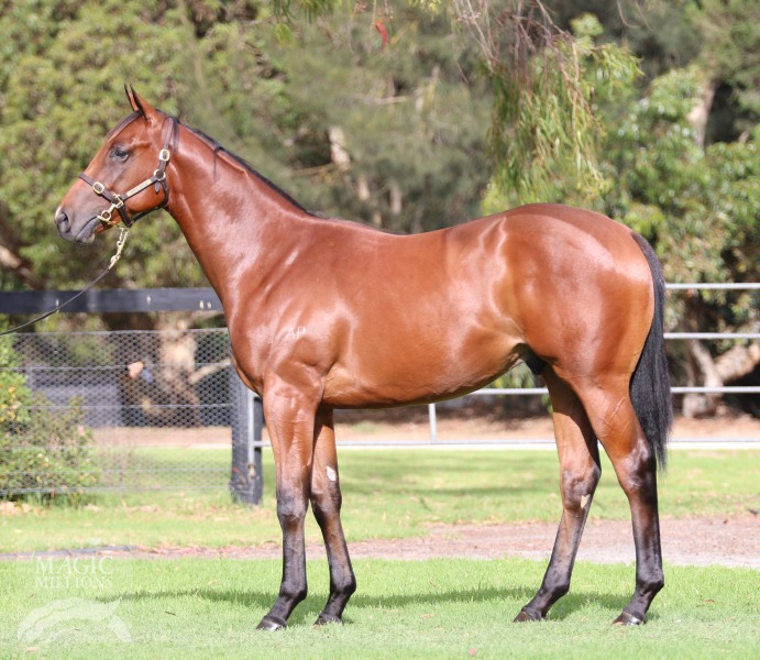 Brazen Beau (AUS) / Just Discreet (AUS) - photo 1