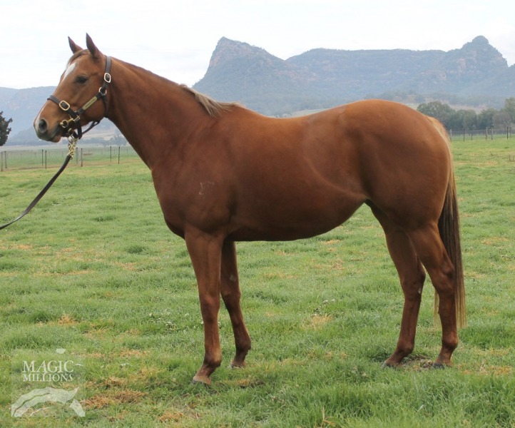 Summer Sham (AUS) - photo 1