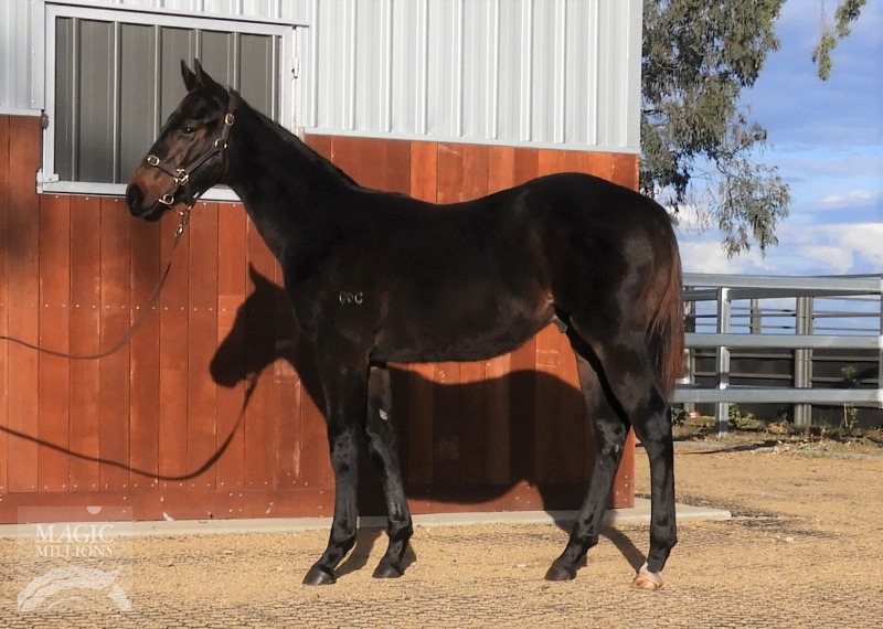 Written Tycoon (AUS) / Darook Park (AUS) - photo 1