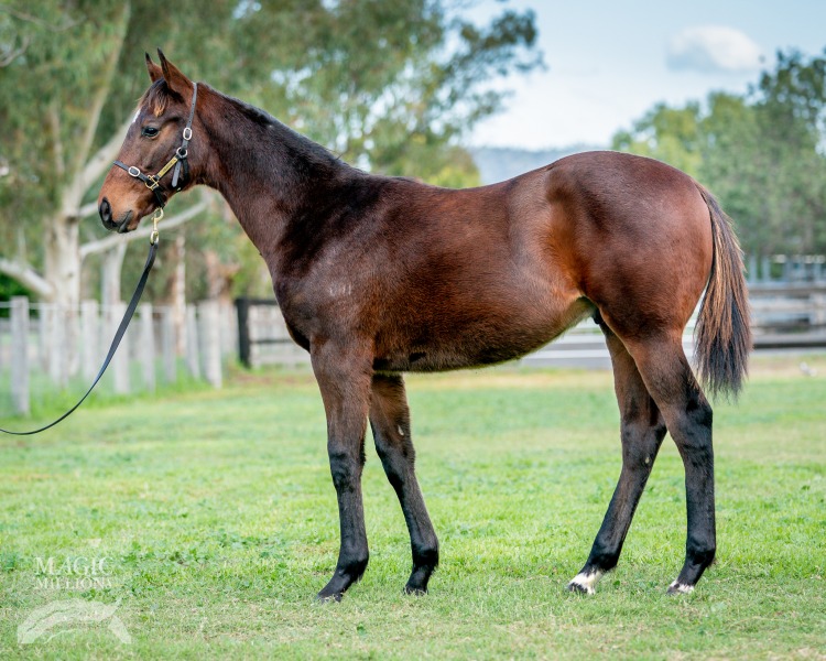 Wandjina (AUS) / Final Star (AUS) - photo 1