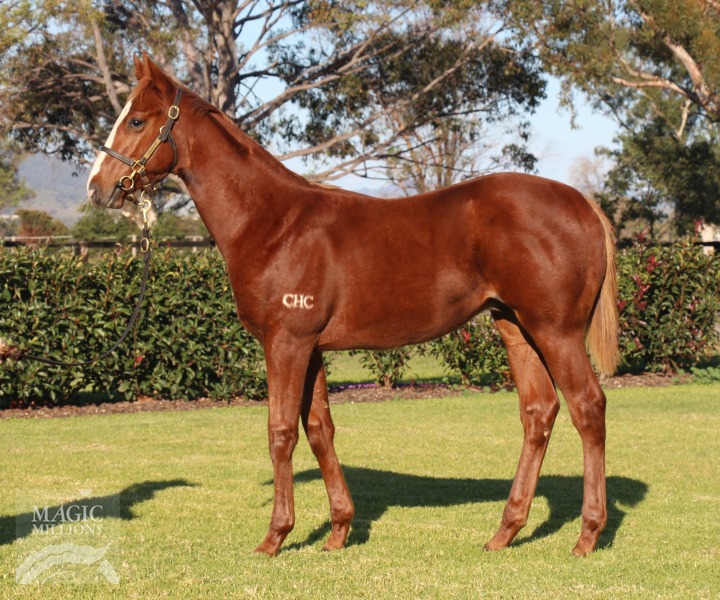 Extreme Choice (AUS) / French Fern (AUS) - photo 1
