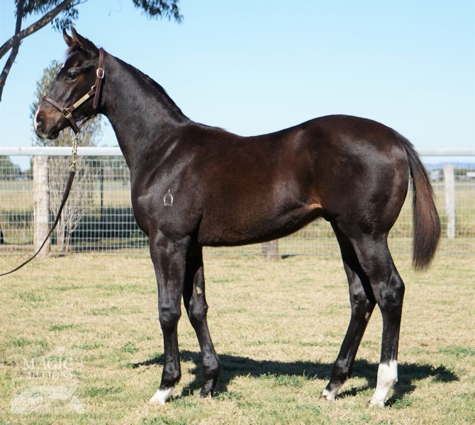 More Than Ready (USA) / Pretty Uncanny (AUS) - photo 1