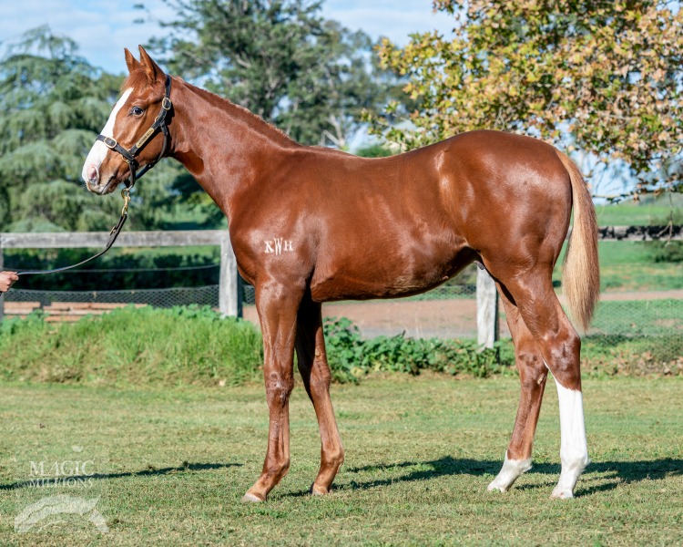 Foxwedge (AUS) / Suspicieuse (FR) - photo 1