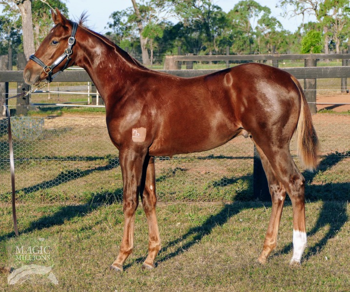 Sooboog (AUS) / Swiss Current (USA) - photo 1