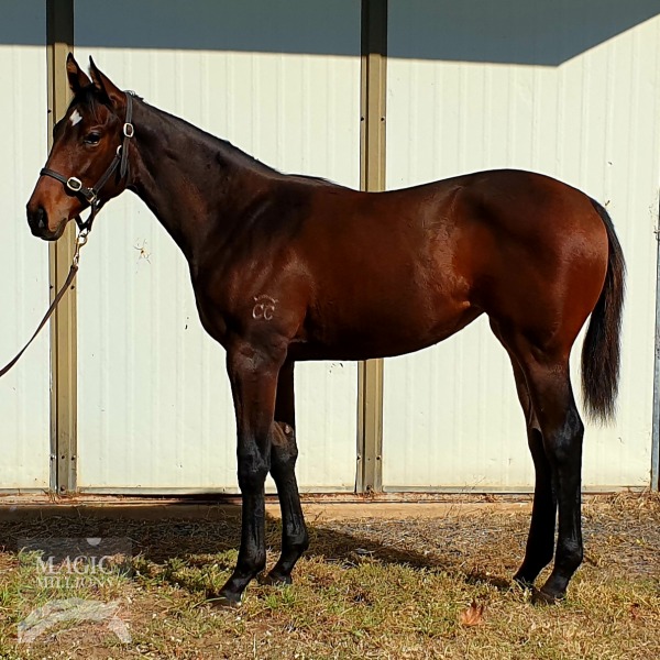 No Nay Never (USA) / Ashanti Queen (AUS) - photo 1